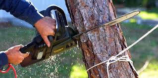 Professional  Tree Services in Amarillo, TX