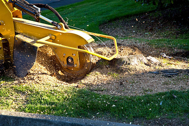 Best Hedge Trimming  in Amarillo, TX